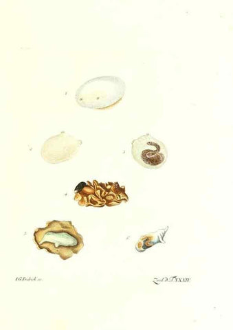 Reproducción/Reproduction 7495506788: Zoologia danica, sev Animalivm Daniae et Norvegiae rariorvm ac minvs notorvm descriptiones et historia .... Havniae :typis N. Mölleri aulae regiae typographi et filii,1788-1806.