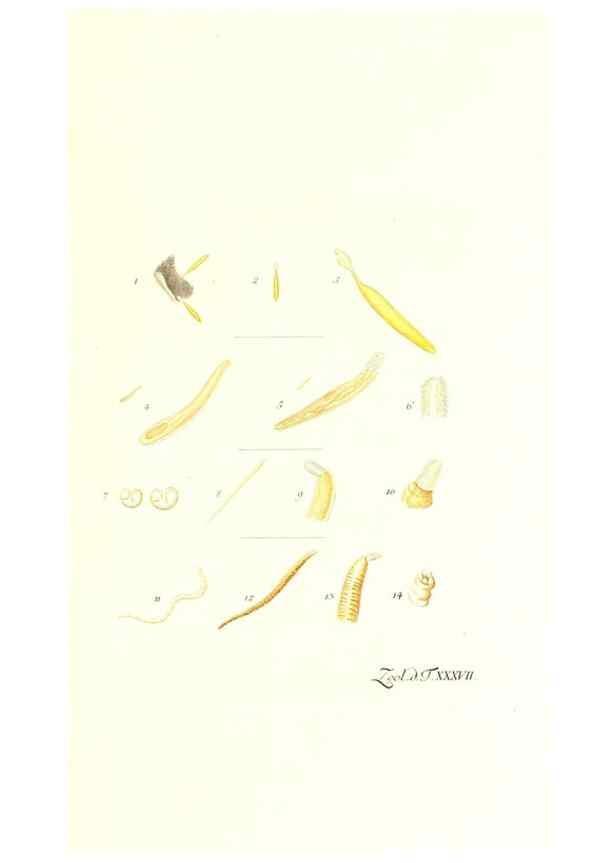 Reproducción/Reproduction 7495511286: Zoologia danica, sev Animalivm Daniae et Norvegiae rariorvm ac minvs notorvm descriptiones et historia .... Havniae :typis N. Mölleri aulae regiae typographi et filii,1788-1806.