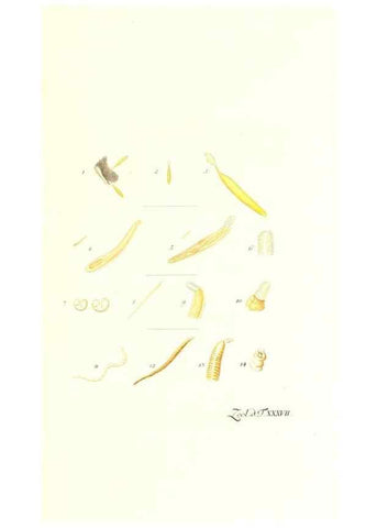 Reproducción/Reproduction 7495511286: Zoologia danica, sev Animalivm Daniae et Norvegiae rariorvm ac minvs notorvm descriptiones et historia .... Havniae :typis N. Mölleri aulae regiae typographi et filii,1788-1806.