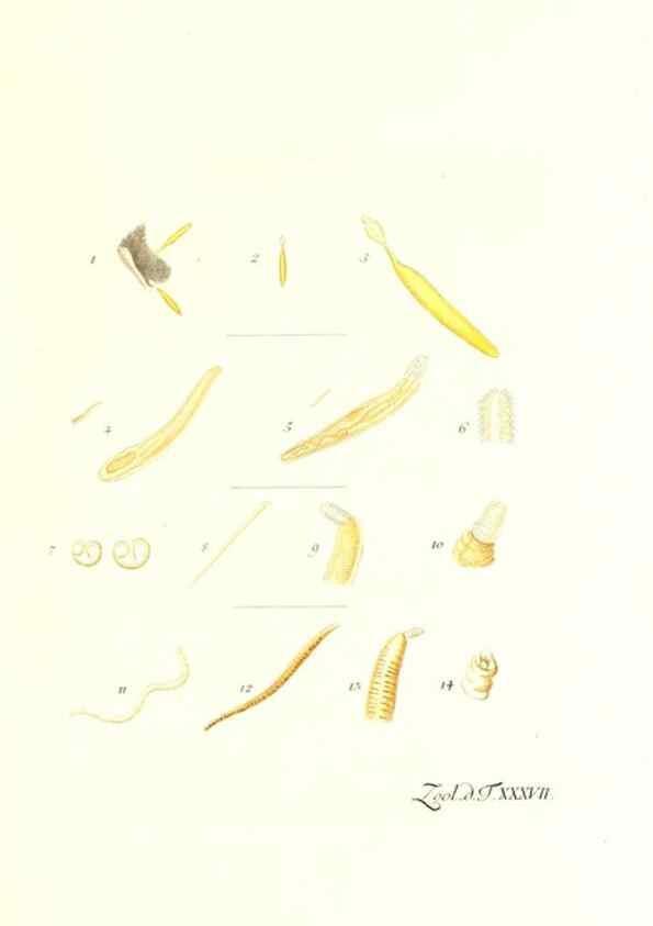 Reproducción/Reproduction 7495511286: Zoologia danica, sev Animalivm Daniae et Norvegiae rariorvm ac minvs notorvm descriptiones et historia .... Havniae :typis N. Mölleri aulae regiae typographi et filii,1788-1806.