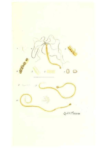 Reproducción/Reproduction 7495512584: Zoologia danica, sev Animalivm Daniae et Norvegiae rariorvm ac minvs notorvm descriptiones et historia .... Havniae :typis N. Mölleri aulae regiae typographi et filii,1788-1806.