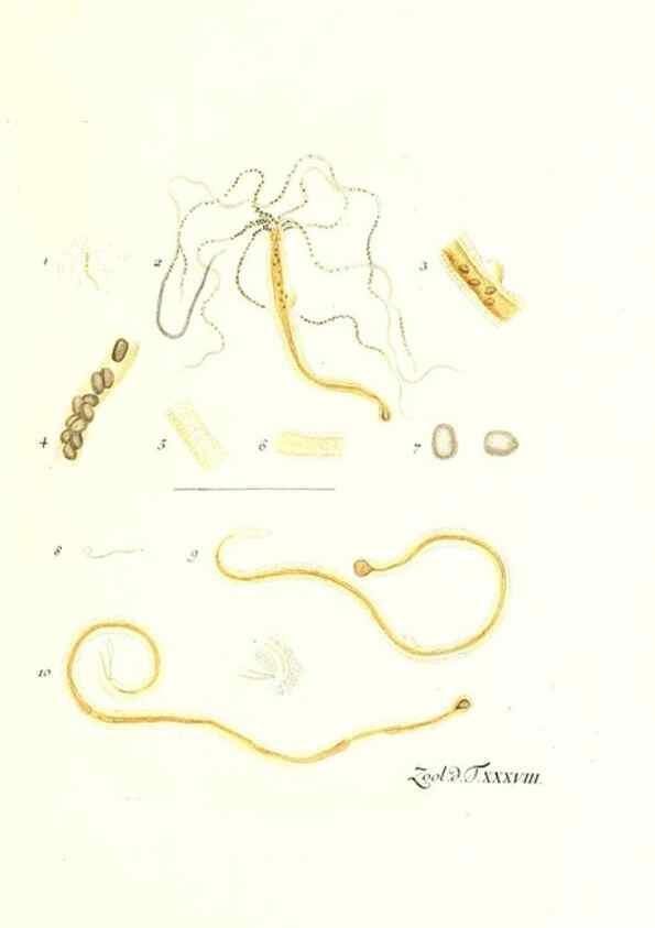 Reproducción/Reproduction 7495512584: Zoologia danica, sev Animalivm Daniae et Norvegiae rariorvm ac minvs notorvm descriptiones et historia .... Havniae :typis N. Mölleri aulae regiae typographi et filii,1788-1806.