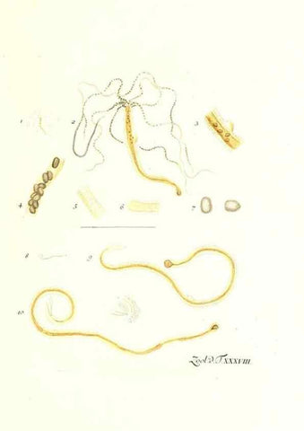 Reproducción/Reproduction 7495512584: Zoologia danica, sev Animalivm Daniae et Norvegiae rariorvm ac minvs notorvm descriptiones et historia .... Havniae :typis N. Mölleri aulae regiae typographi et filii,1788-1806.
