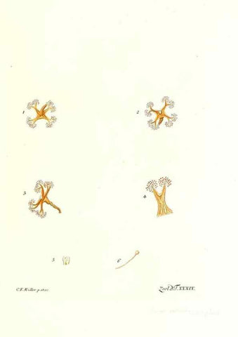 Reproducción/Reproduction 7495514188: Zoologia danica, sev Animalivm Daniae et Norvegiae rariorvm ac minvs notorvm descriptiones et historia .... Havniae :typis N. Mölleri aulae regiae typographi et filii,1788-1806.