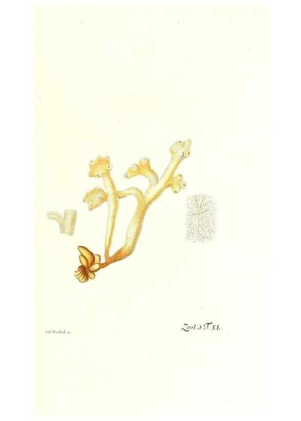 Reproducción/Reproduction 7495515864: Zoologia danica, sev Animalivm Daniae et Norvegiae rariorvm ac minvs notorvm descriptiones et historia .... Havniae :typis N. Mölleri aulae regiae typographi et filii,1788-1806.