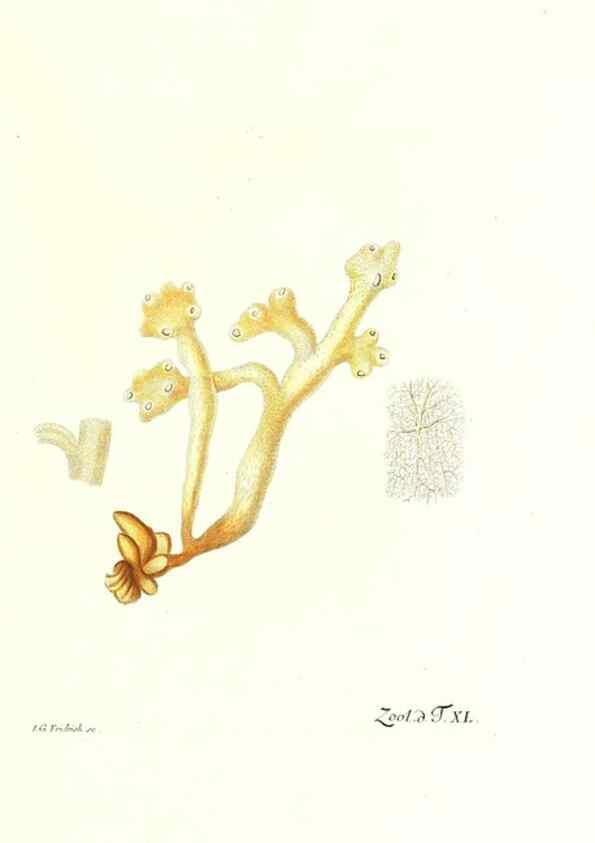 Reproducción/Reproduction 7495515864: Zoologia danica, sev Animalivm Daniae et Norvegiae rariorvm ac minvs notorvm descriptiones et historia .... Havniae :typis N. Mölleri aulae regiae typographi et filii,1788-1806.