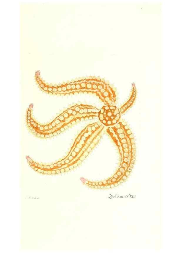 Reproducción/Reproduction 7495517694: Zoologia danica, sev Animalivm Daniae et Norvegiae rariorvm ac minvs notorvm descriptiones et historia .... Havniae :typis N. Mölleri aulae regiae typographi et filii,1788-1806.