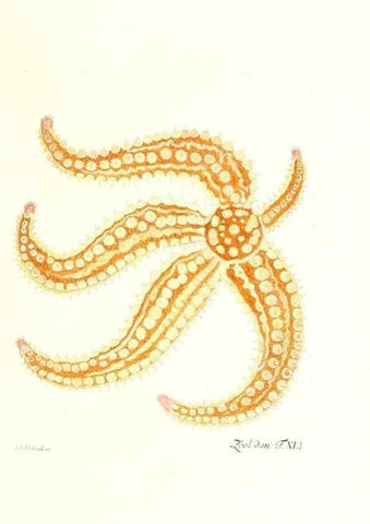 Reproducción/Reproduction 7495517694: Zoologia danica, sev Animalivm Daniae et Norvegiae rariorvm ac minvs notorvm descriptiones et historia .... Havniae :typis N. Mölleri aulae regiae typographi et filii,1788-1806.