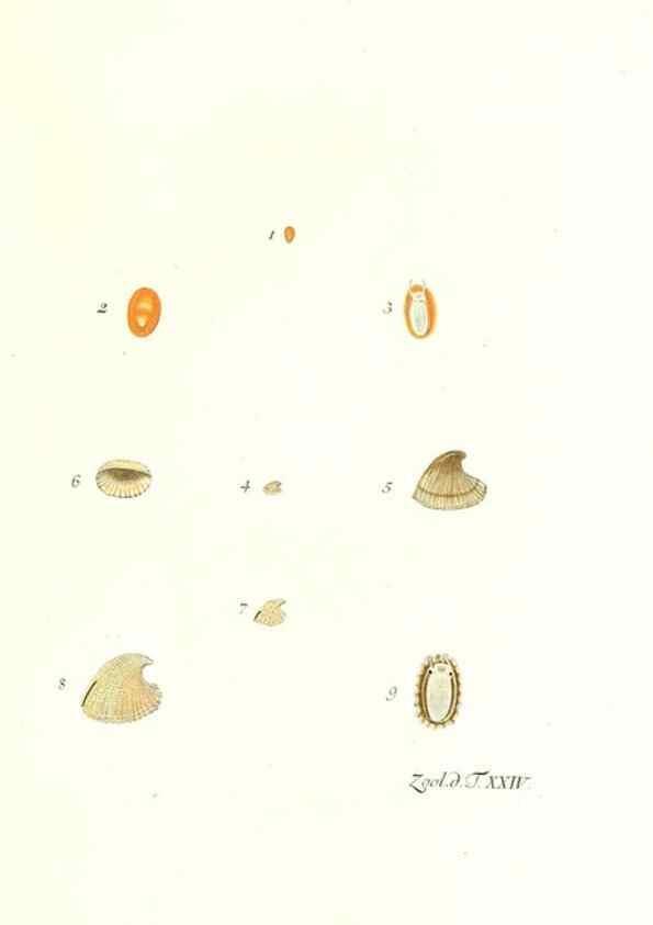Reproducción/Reproduction 7495493988: Zoologia danica, sev Animalivm Daniae et Norvegiae rariorvm ac minvs notorvm descriptiones et historia .... Havniae :typis N. Mölleri aulae regiae typographi et filii,1788-1806.