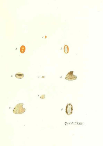 Reproducción/Reproduction 7495493988: Zoologia danica, sev Animalivm Daniae et Norvegiae rariorvm ac minvs notorvm descriptiones et historia .... Havniae :typis N. Mölleri aulae regiae typographi et filii,1788-1806.