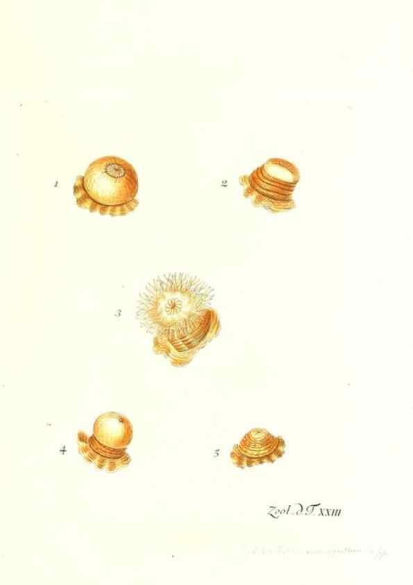 Reproducción/Reproduction 7495491528: Zoologia danica, sev Animalivm Daniae et Norvegiae rariorvm ac minvs notorvm descriptiones et historia .... Havniae :typis N. Mölleri aulae regiae typographi et filii,1788-1806.