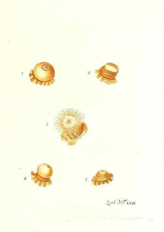Reproducción/Reproduction 7495491528: Zoologia danica, sev Animalivm Daniae et Norvegiae rariorvm ac minvs notorvm descriptiones et historia .... Havniae :typis N. Mölleri aulae regiae typographi et filii,1788-1806.