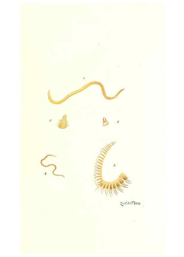 Reproducción/Reproduction 7495490306: Zoologia danica, sev Animalivm Daniae et Norvegiae rariorvm ac minvs notorvm descriptiones et historia .... Havniae :typis N. Mölleri aulae regiae typographi et filii,1788-1806.