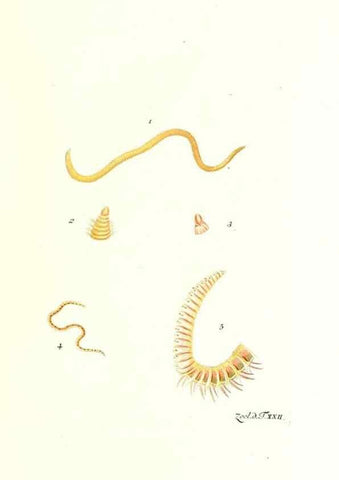 Reproducción/Reproduction 7495490306: Zoologia danica, sev Animalivm Daniae et Norvegiae rariorvm ac minvs notorvm descriptiones et historia .... Havniae :typis N. Mölleri aulae regiae typographi et filii,1788-1806.