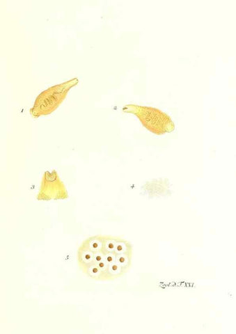 Reproducción/Reproduction 7495488994: Zoologia danica, sev Animalivm Daniae et Norvegiae rariorvm ac minvs notorvm descriptiones et historia .... Havniae :typis N. Mölleri aulae regiae typographi et filii,1788-1806.