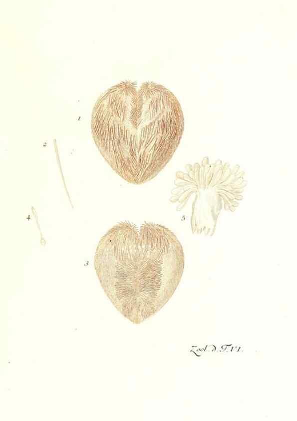 Reproducción/Reproduction 7495469640: Zoologia danica, sev Animalivm Daniae et Norvegiae rariorvm ac minvs notorvm descriptiones et historia .... Havniae :typis N. Mölleri aulae regiae typographi et filii,1788-1806.