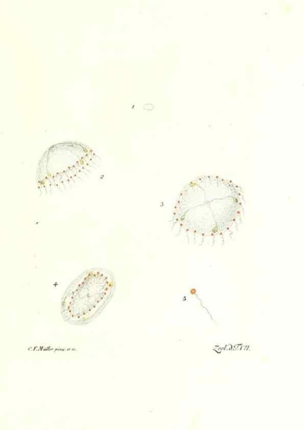 Reproducción/Reproduction 7495470514: Zoologia danica, sev Animalivm Daniae et Norvegiae rariorvm ac minvs notorvm descriptiones et historia .... Havniae :typis N. Mölleri aulae regiae typographi et filii,1788-1806.