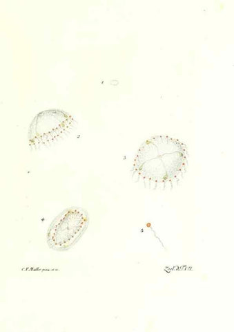 Reproducción/Reproduction 7495470514: Zoologia danica, sev Animalivm Daniae et Norvegiae rariorvm ac minvs notorvm descriptiones et historia .... Havniae :typis N. Mölleri aulae regiae typographi et filii,1788-1806.