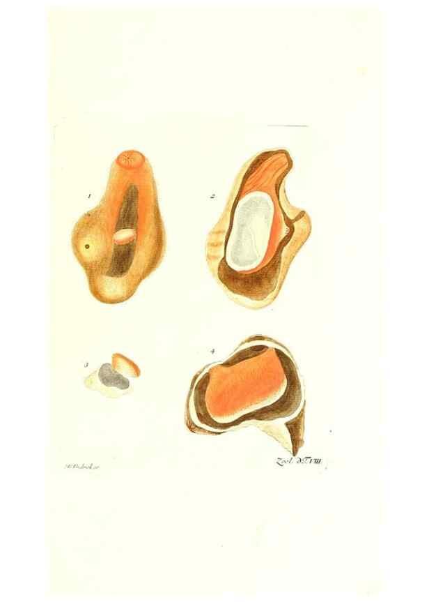 Reproducción/Reproduction 7495472608: Zoologia danica, sev Animalivm Daniae et Norvegiae rariorvm ac minvs notorvm descriptiones et historia .... Havniae :typis N. Mölleri aulae regiae typographi et filii,1788-1806.