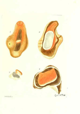 Reproducción/Reproduction 7495472608: Zoologia danica, sev Animalivm Daniae et Norvegiae rariorvm ac minvs notorvm descriptiones et historia .... Havniae :typis N. Mölleri aulae regiae typographi et filii,1788-1806.