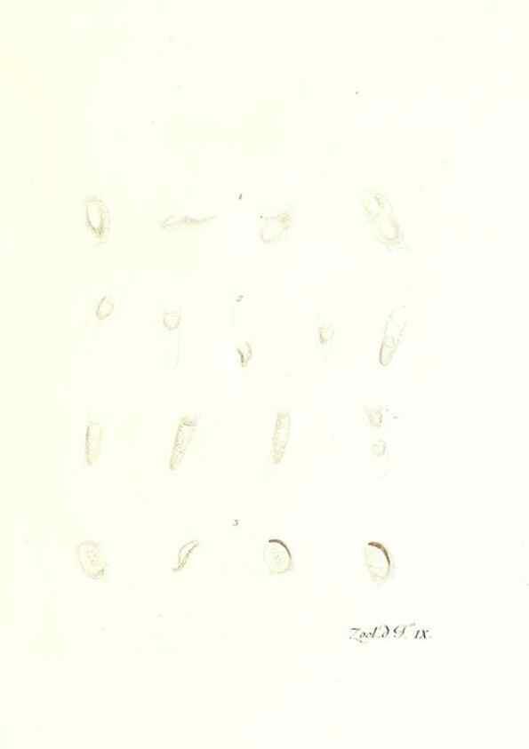 Reproducción/Reproduction 7495474846: Zoologia danica, sev Animalivm Daniae et Norvegiae rariorvm ac minvs notorvm descriptiones et historia .... Havniae :typis N. Mölleri aulae regiae typographi et filii,1788-1806.