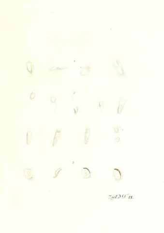 Reproducción/Reproduction 7495474846: Zoologia danica, sev Animalivm Daniae et Norvegiae rariorvm ac minvs notorvm descriptiones et historia .... Havniae :typis N. Mölleri aulae regiae typographi et filii,1788-1806.