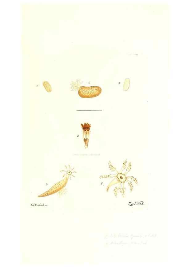 Reproducción/Reproduction 7495476170: Zoologia danica, sev Animalivm Daniae et Norvegiae rariorvm ac minvs notorvm descriptiones et historia .... Havniae :typis N. Mölleri aulae regiae typographi et filii,1788-1806.