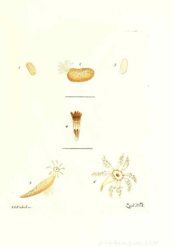 Reproducción/Reproduction 7495476170: Zoologia danica, sev Animalivm Daniae et Norvegiae rariorvm ac minvs notorvm descriptiones et historia .... Havniae :typis N. Mölleri aulae regiae typographi et filii,1788-1806.