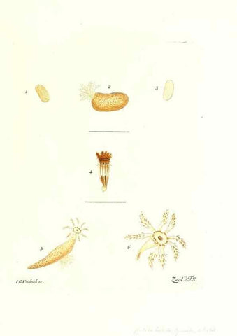 Reproducción/Reproduction 7495476170: Zoologia danica, sev Animalivm Daniae et Norvegiae rariorvm ac minvs notorvm descriptiones et historia .... Havniae :typis N. Mölleri aulae regiae typographi et filii,1788-1806.