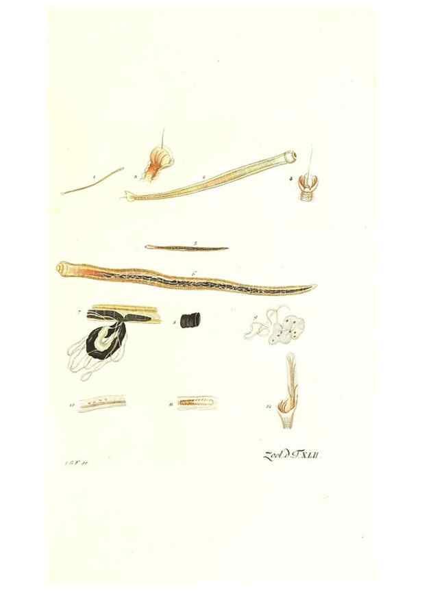 Reproducción/Reproduction 7495519192: Zoologia danica, sev Animalivm Daniae et Norvegiae rariorvm ac minvs notorvm descriptiones et historia .... Havniae :typis N. Mölleri aulae regiae typographi et filii,1788-1806.