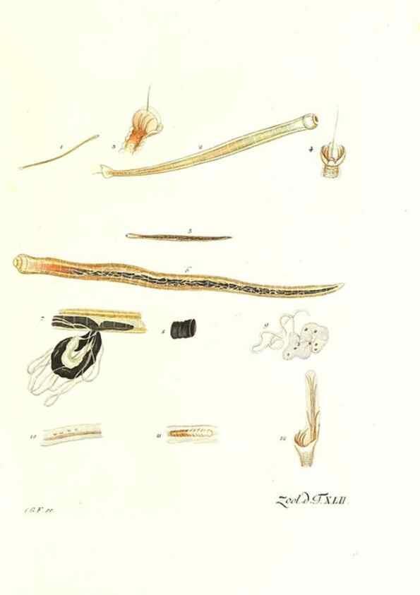 Reproducción/Reproduction 7495519192: Zoologia danica, sev Animalivm Daniae et Norvegiae rariorvm ac minvs notorvm descriptiones et historia .... Havniae :typis N. Mölleri aulae regiae typographi et filii,1788-1806.
