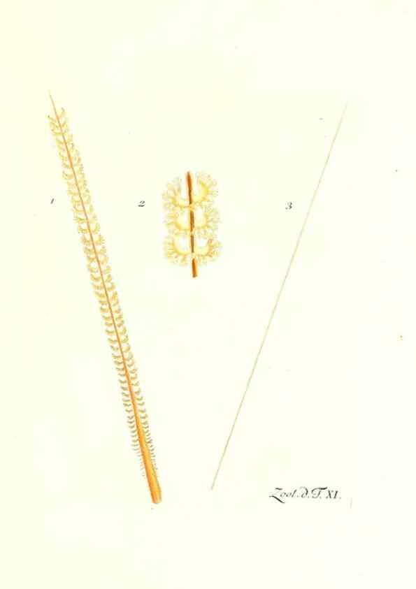 Reproducción/Reproduction 7495477606: Zoologia danica, sev Animalivm Daniae et Norvegiae rariorvm ac minvs notorvm descriptiones et historia .... Havniae :typis N. Mölleri aulae regiae typographi et filii,1788-1806.