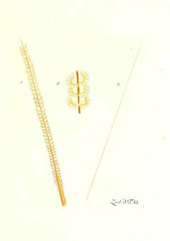 Reproducción/Reproduction 7495477606: Zoologia danica, sev Animalivm Daniae et Norvegiae rariorvm ac minvs notorvm descriptiones et historia .... Havniae :typis N. Mölleri aulae regiae typographi et filii,1788-1806.