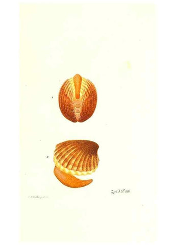 Reproducción/Reproduction 7495480562: Zoologia danica, sev Animalivm Daniae et Norvegiae rariorvm ac minvs notorvm descriptiones et historia .... Havniae :typis N. Mölleri aulae regiae typographi et filii,1788-1806.