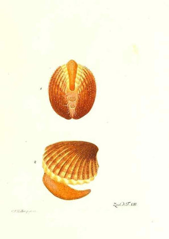 Reproducción/Reproduction 7495480562: Zoologia danica, sev Animalivm Daniae et Norvegiae rariorvm ac minvs notorvm descriptiones et historia .... Havniae :typis N. Mölleri aulae regiae typographi et filii,1788-1806.