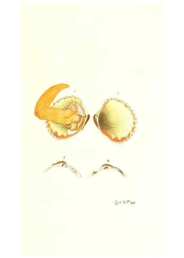 Reproducción/Reproduction 7495482066: Zoologia danica, sev Animalivm Daniae et Norvegiae rariorvm ac minvs notorvm descriptiones et historia .... Havniae :typis N. Mölleri aulae regiae typographi et filii,1788-1806.
