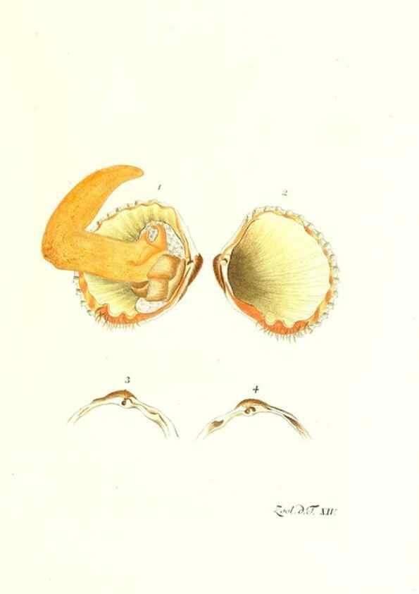 Reproducción/Reproduction 7495482066: Zoologia danica, sev Animalivm Daniae et Norvegiae rariorvm ac minvs notorvm descriptiones et historia .... Havniae :typis N. Mölleri aulae regiae typographi et filii,1788-1806.