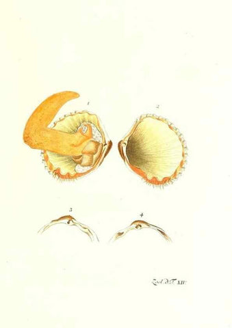 Reproducción/Reproduction 7495482066: Zoologia danica, sev Animalivm Daniae et Norvegiae rariorvm ac minvs notorvm descriptiones et historia .... Havniae :typis N. Mölleri aulae regiae typographi et filii,1788-1806.