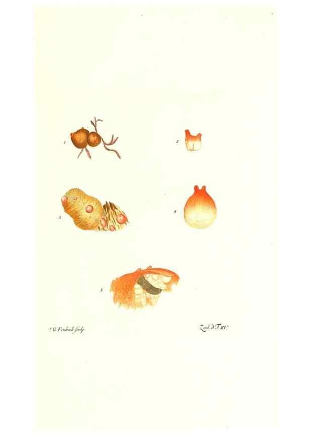 Reproducción/Reproduction 7495483080: Zoologia danica, sev Animalivm Daniae et Norvegiae rariorvm ac minvs notorvm descriptiones et historia .... Havniae :typis N. Mölleri aulae regiae typographi et filii,1788-1806.