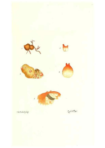 Reproducción/Reproduction 7495483080: Zoologia danica, sev Animalivm Daniae et Norvegiae rariorvm ac minvs notorvm descriptiones et historia .... Havniae :typis N. Mölleri aulae regiae typographi et filii,1788-1806.