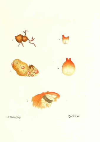Reproducción/Reproduction 7495483080: Zoologia danica, sev Animalivm Daniae et Norvegiae rariorvm ac minvs notorvm descriptiones et historia .... Havniae :typis N. Mölleri aulae regiae typographi et filii,1788-1806.