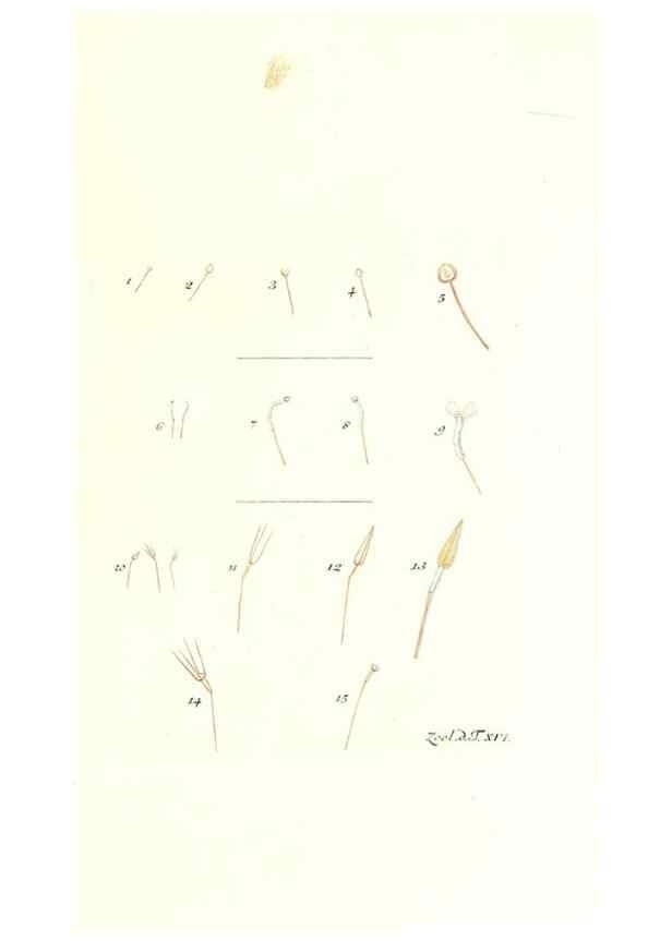 Reproducción/Reproduction 7495484406: Zoologia danica, sev Animalivm Daniae et Norvegiae rariorvm ac minvs notorvm descriptiones et historia .... Havniae :typis N. Mölleri aulae regiae typographi et filii,1788-1806.