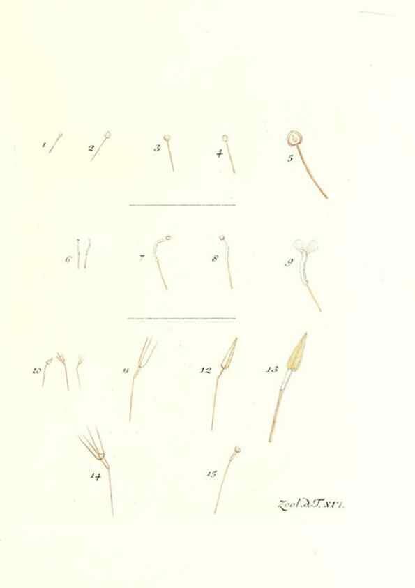 Reproducción/Reproduction 7495484406: Zoologia danica, sev Animalivm Daniae et Norvegiae rariorvm ac minvs notorvm descriptiones et historia .... Havniae :typis N. Mölleri aulae regiae typographi et filii,1788-1806.