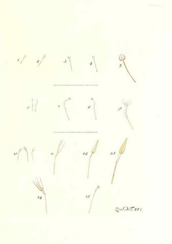 Reproducción/Reproduction 7495484406: Zoologia danica, sev Animalivm Daniae et Norvegiae rariorvm ac minvs notorvm descriptiones et historia .... Havniae :typis N. Mölleri aulae regiae typographi et filii,1788-1806.