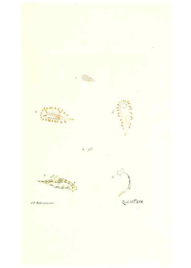 Reproducción/Reproduction 7495485454: Zoologia danica, sev Animalivm Daniae et Norvegiae rariorvm ac minvs notorvm descriptiones et historia .... Havniae :typis N. Mölleri aulae regiae typographi et filii,1788-1806.