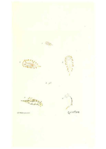 Reproducción/Reproduction 7495485454: Zoologia danica, sev Animalivm Daniae et Norvegiae rariorvm ac minvs notorvm descriptiones et historia .... Havniae :typis N. Mölleri aulae regiae typographi et filii,1788-1806.