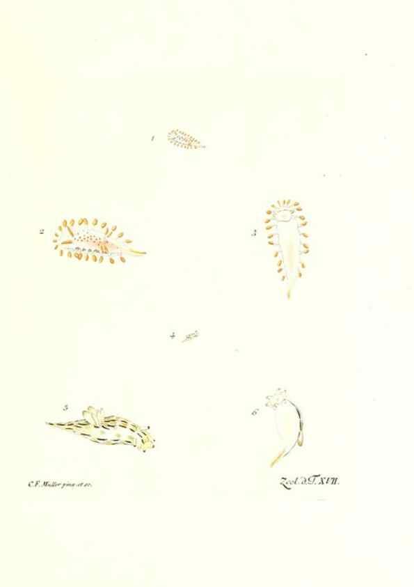 Reproducción/Reproduction 7495485454: Zoologia danica, sev Animalivm Daniae et Norvegiae rariorvm ac minvs notorvm descriptiones et historia .... Havniae :typis N. Mölleri aulae regiae typographi et filii,1788-1806.