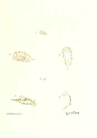 Reproducción/Reproduction 7495485454: Zoologia danica, sev Animalivm Daniae et Norvegiae rariorvm ac minvs notorvm descriptiones et historia .... Havniae :typis N. Mölleri aulae regiae typographi et filii,1788-1806.
