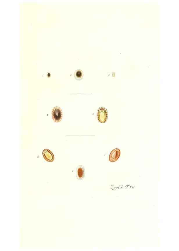 Reproducción/Reproduction 7495479002: Zoologia danica, sev Animalivm Daniae et Norvegiae rariorvm ac minvs notorvm descriptiones et historia .... Havniae :typis N. Mölleri aulae regiae typographi et filii,1788-1806.
