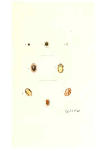 Reproducción/Reproduction 7495479002: Zoologia danica, sev Animalivm Daniae et Norvegiae rariorvm ac minvs notorvm descriptiones et historia .... Havniae :typis N. Mölleri aulae regiae typographi et filii,1788-1806.
